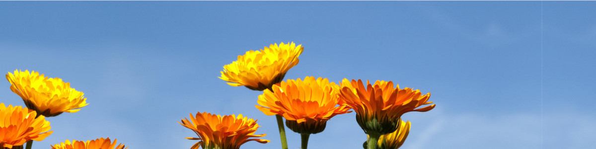 Headerbild Himmel Ringelblumen