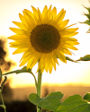 Gesund durch Rohkost - Testimonial