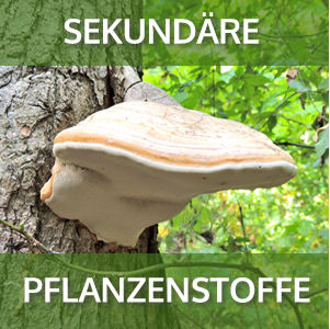 ov_25_pflanzenstoffe_produkt